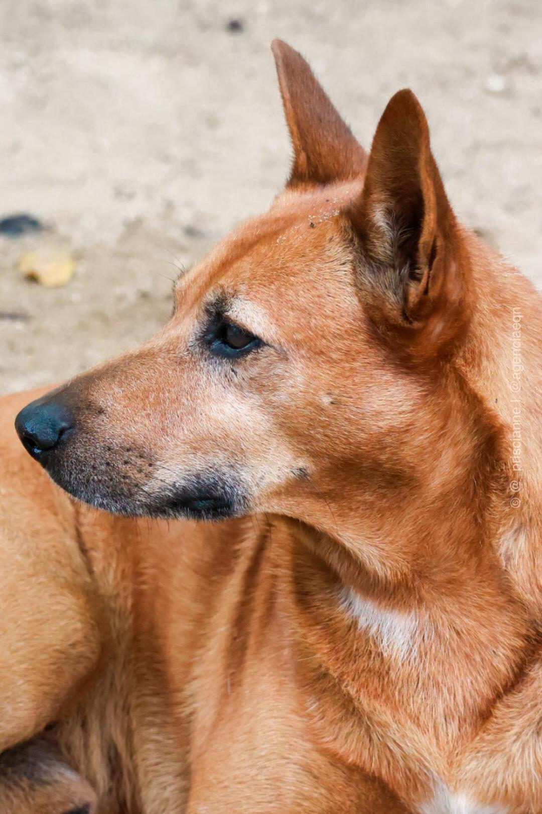 Pousada Roy Bonete Ilhabela Dış mekan fotoğraf